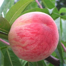 桃子的药用价值 桃子富含铁 补血润气色